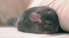 Како и колку chinchilla спие